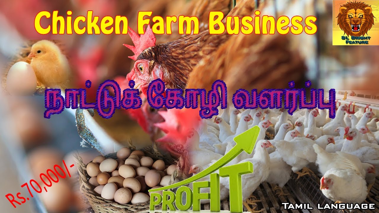 country chicken farm business plan in tamil