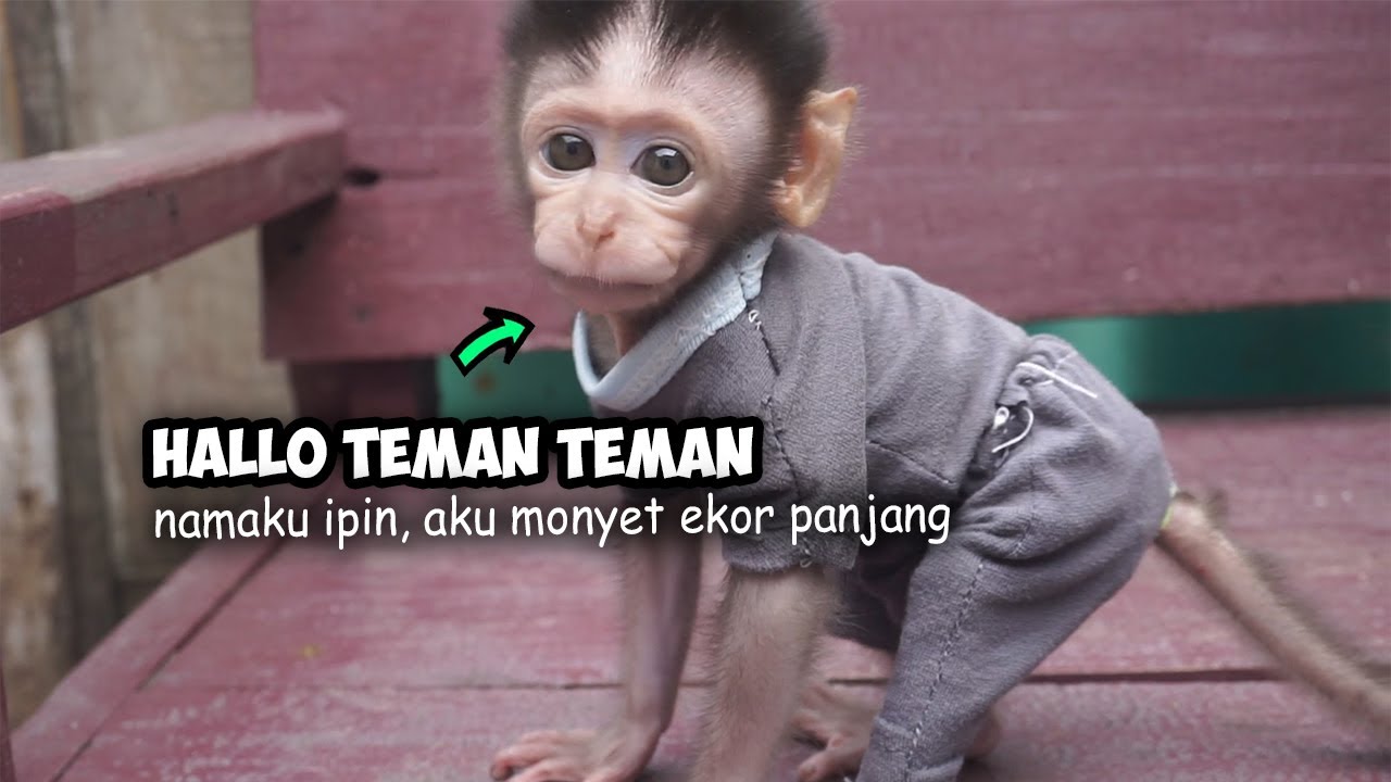 Si Monyet Lucu Dan Menggemaskan