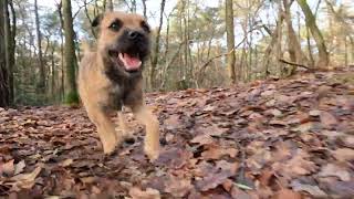 Border Terrier WOODY AKA WOODY WOODRUNNER by Border Terrier Tube (BTT) 1,097 views 4 months ago 4 minutes, 49 seconds