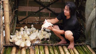 : Fishing, Taking Care of Ducks, Picking Wild Bamboo Shoots, Cooking, River Survival | EP.352