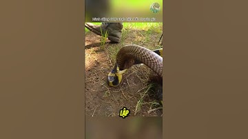 Đại Chiến Giữa Rắn Cạp Nong Và Hổ Mang Chúa #thếgiớiđộngvật