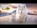 Return of the Wolves: Restoring Ecological Balance to Isle Royale