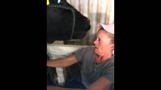 Crazy Cow Kissing