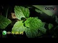 《中华医药》藏在身边的鲜中药：常见的野草却是治病的良药？20190713 | CCTV中文国际