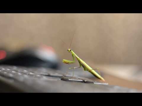 Dramatic Praying Mantis
