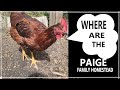 Where Are The Paiges