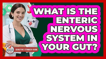 What Is The Enteric Nervous System In Your Gut? - Sensitive Stomach Guide