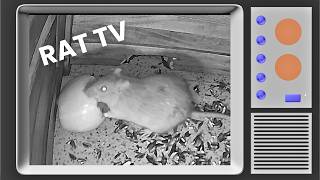 Rat TV for Rats - Wild Rats Eating Apples