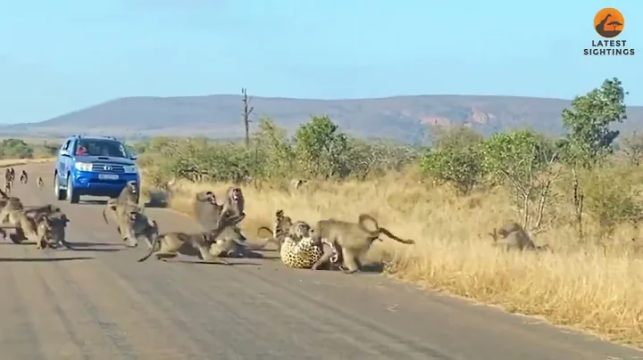 Leopard has all out Brawl With 50 Baboons   Different Angle