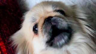 Singing Pekingese