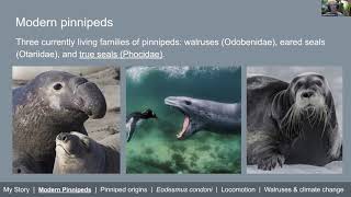 Pinniped Evolution