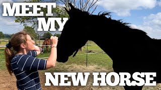 MEET MY NEW HORSE! – Collecting an unbroken 4 year old vlog - Red’s story – Potential event horse?