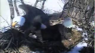 Decorah Eagles,Nice Closeup Of Mom,Dad In With Nest Material\&Shift Change,3\/27\/15