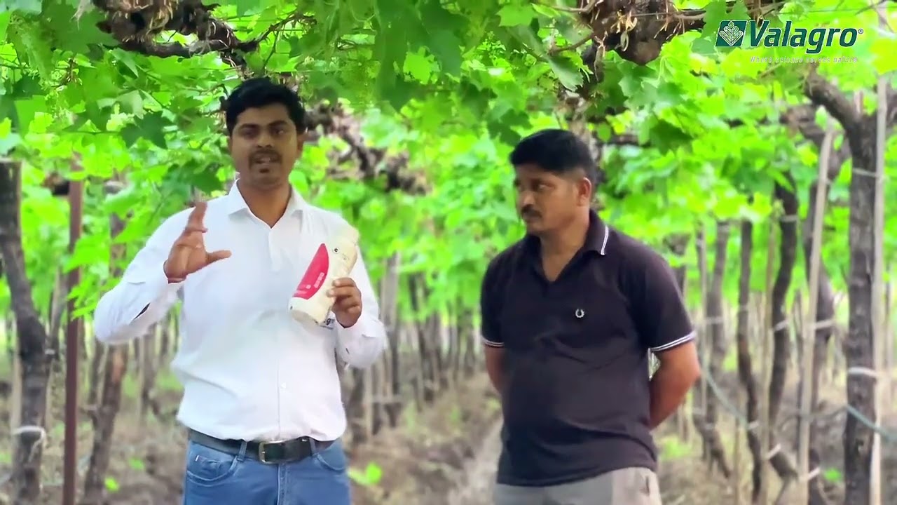 Valagro Bioscience Solution Grapes 🍇Talete and Kendal Root 🍇🍇