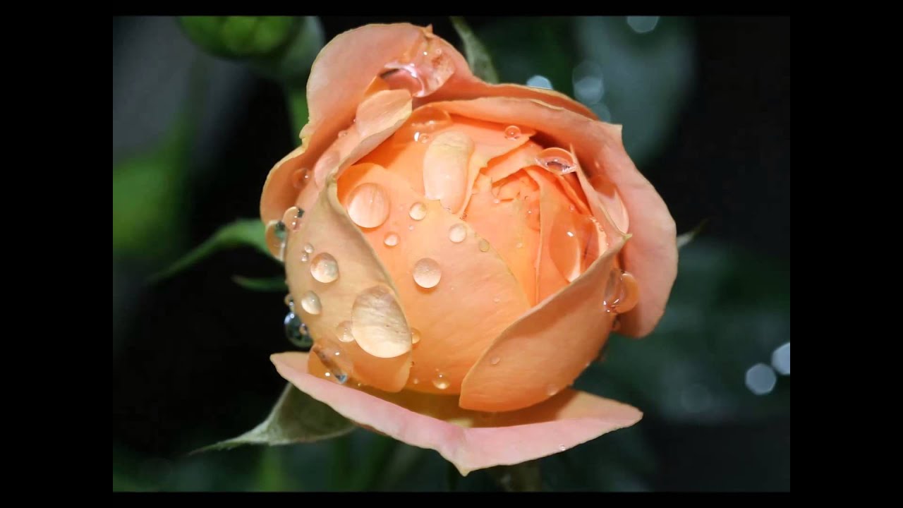 Nkole Mpakase - remix