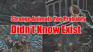 Strange Animals You Probably Didn’t Know Exist