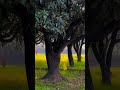 Natureloers#shortspeed#shortsvideovirl#यहॉंवहॉंसारै