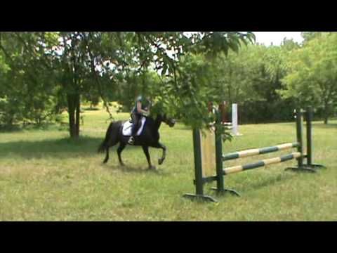 Zip-Dee-Doo-Dah hunter quarter pony for sale SOLD