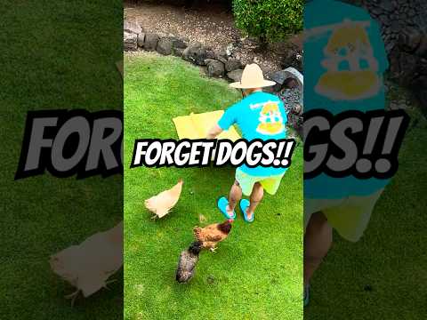 FORGET DOGS Chickens Are Even Cuddlier Than Dogs