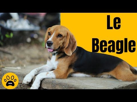 LE CHIEN BEAGLE 👉 Origine - Caractère - Santé.