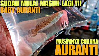 SUDAH MULAI MUSIMNYA BABY CHANNA AURANTI !!! UPDATE HARGA IKAN CHANNA DI JATINEGARA TERBARU