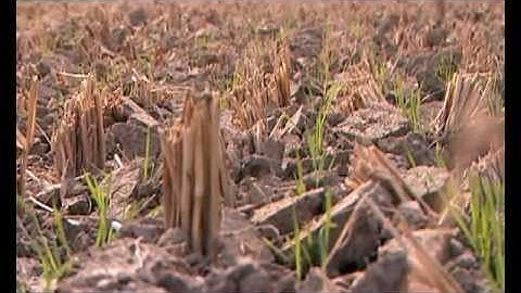 Sowing of Wheat with Zero Tillage Machine
