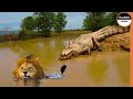 LION CONTRE CROCODILE .. INCROYABLE BATAILLE ÉPIQUE !!