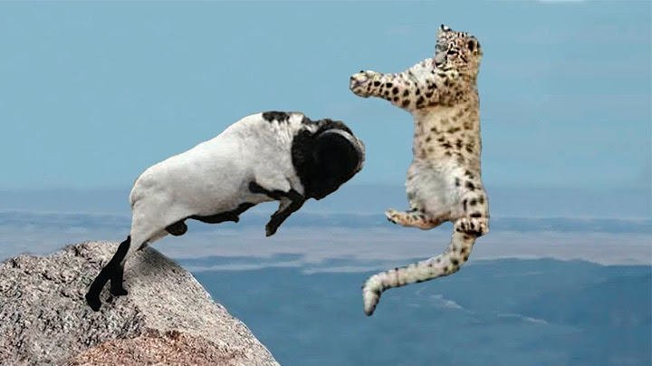 Snow Leopard's Hunt Leaves Blue Sheep No Chance!