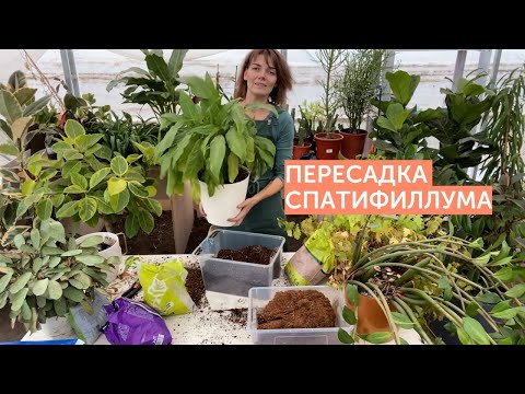 Пересадка спатифиллума
