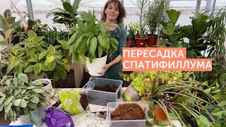 Пересадка спатифиллума