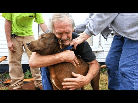 Video: Ingen petting, vær venlig: Tal op for din hund