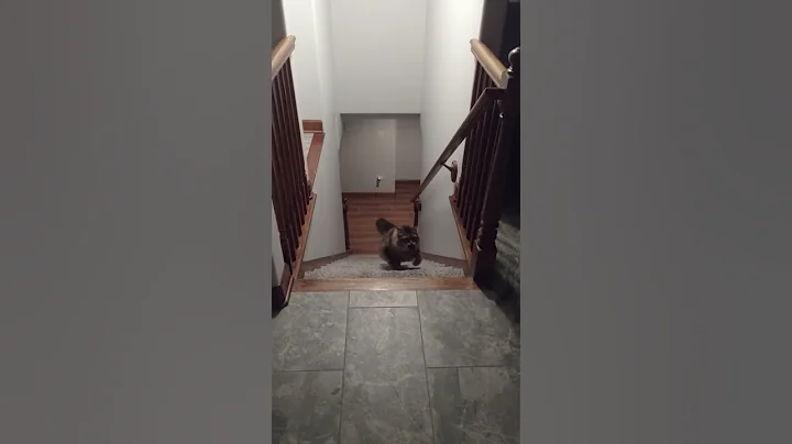 Cat plays fetch