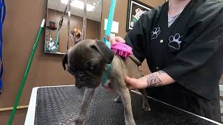 Meatloaf the pug! First puppy groom by Size Matters Dog Grooming 186 views 1 year ago 2 minutes, 29 seconds