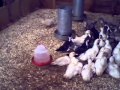 avicultura patos de carne
