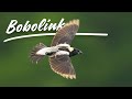 In Search of Bobolink: Wisconsin Wildlife Bird Photography
