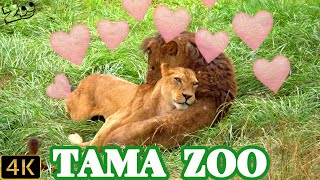 「タナ」の略奪愛！？🦁💗🐱　多摩動物公園ライオン園ドキュメンタリー