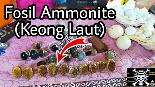 Cincin Batu Ammonite (Fosil Keong Laut)