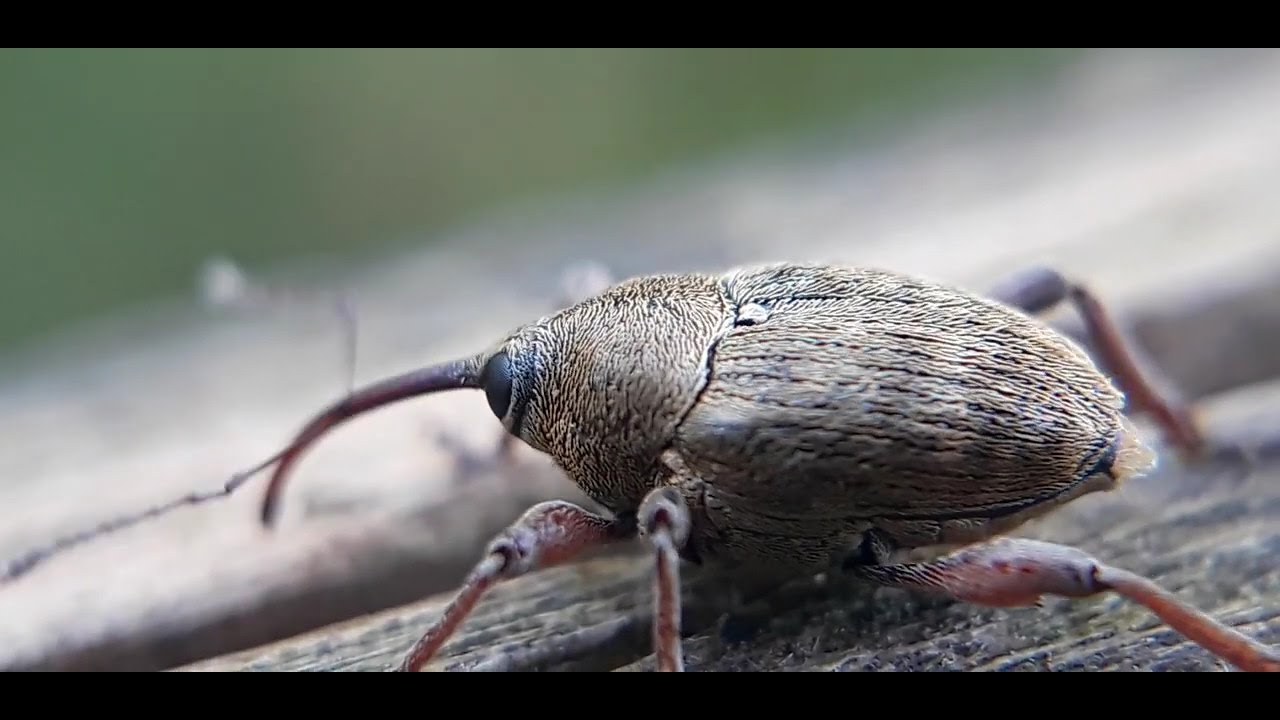 Листовой долгоносик (Phyllobius)