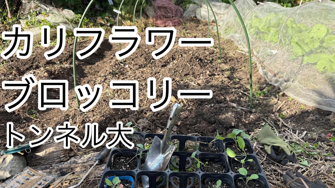 🥦Broccoli] Cauliflower planting, tunnel supports, insect netting