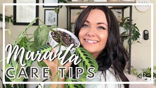 Caring For A Maranta (Prayer Plant) Is So Easy | Maranta Prayer Plant Care | Houseplant Care Tips