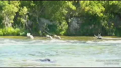 The ultimate Grazering sends 83 over the edge. View from BF & BFL 06/29/21 explore.org