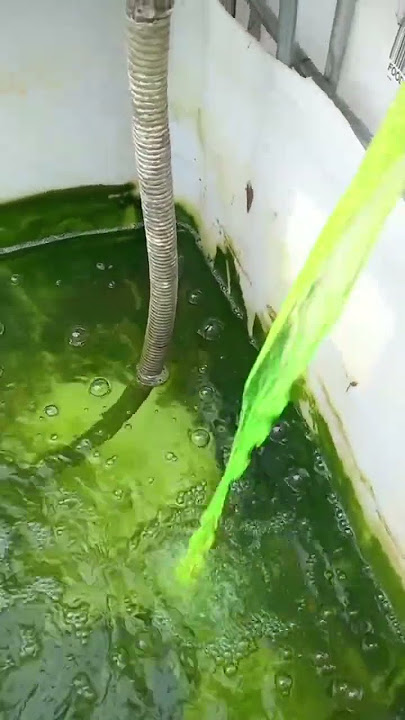 treating cow koi fish for dropsy with 1% ACRIFLAVINE anti bacteria pond treatment.