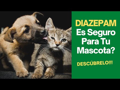 Video: Diazepam: Lista De Medicamentos Y Recetas Para Mascotas, Perros Y Gatos