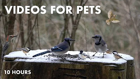 Video 3932661: canadian forest, cat pets