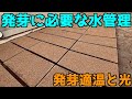 【育苗時の潅水量と頻度】水たっぷりって何リットルなんだ！？発芽適温と光の関係なども併せてお伝えします。