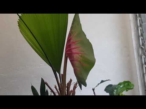 Video: Caladium Flower Information - Erfahren Sie mehr über das Blühen auf Caladium-Pflanzen