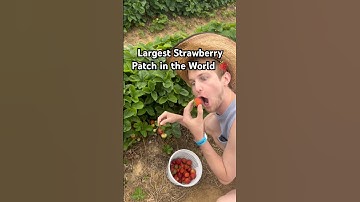 Take Your Kids Here! #summer #fun #adventure #family #love #farm #strawberry #animals #zoo #md #fyp