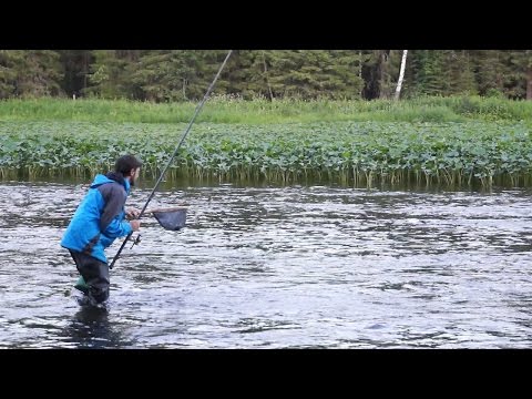 Места где водится таймень