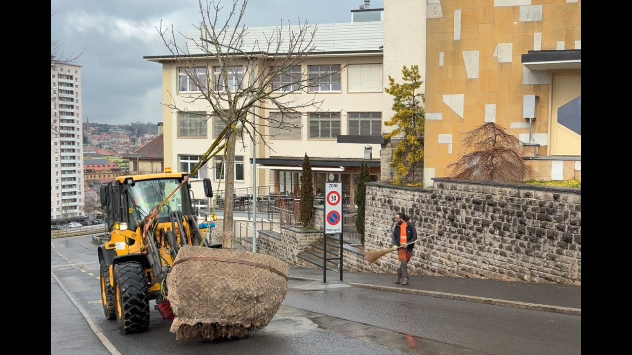 Transplantation d'un marronnier à La Chaux de Fonds le 10 mars 2026
