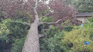 Beach homeowner warned city of falling tree